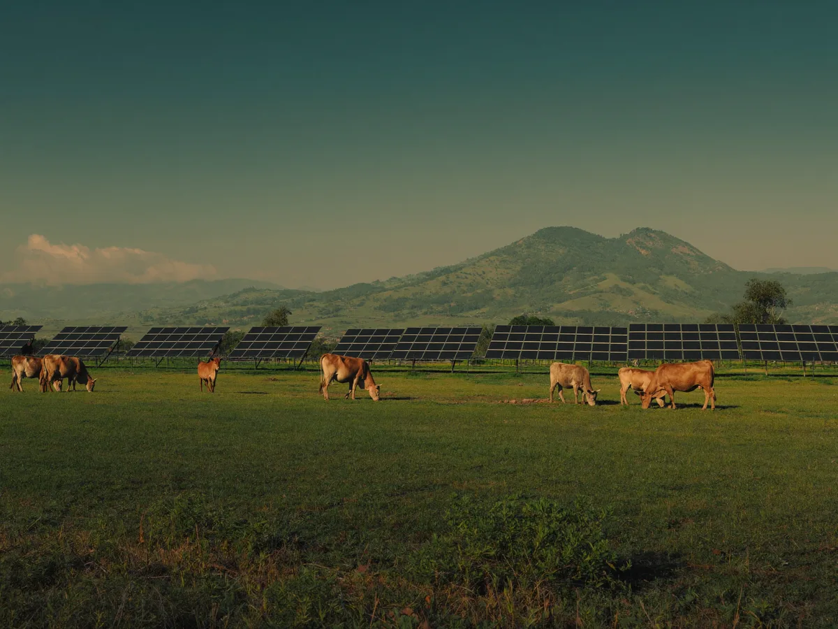 Granja agrivoltaica con paneles solares y ganado pastando en el campo colombiano